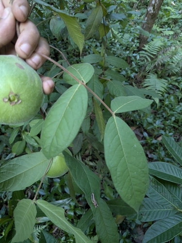 Eugenia stipitata - Whole tree