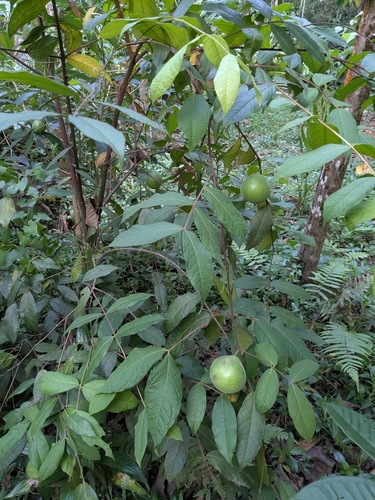 Eugenia stipitata - Leaves