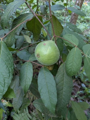 Eugenia stipitata - Whole tree
