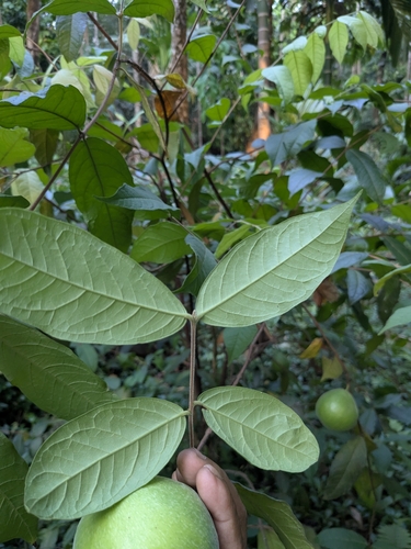 Eugenia stipitata - Leaves