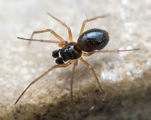 Trichoncus sordidus