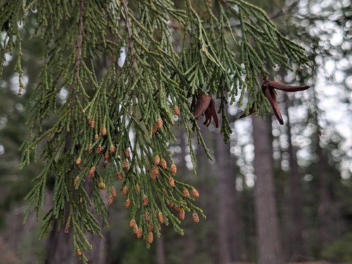 California incense-cedar