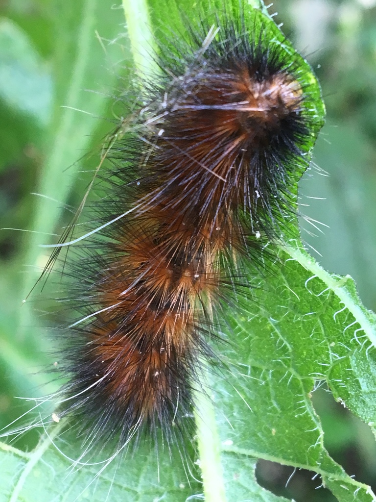 Virginian Tiger Moth in August 2019 by Terri Nettke. Eating boneset ...