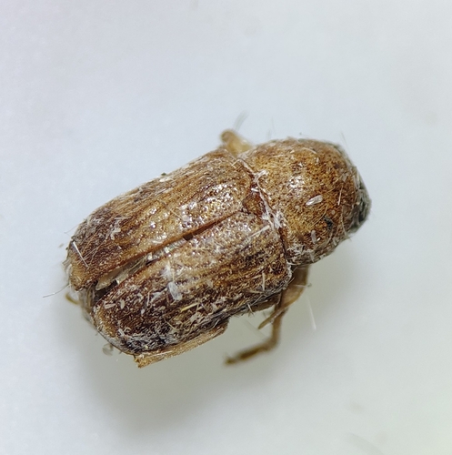 Pachybrachis integratus