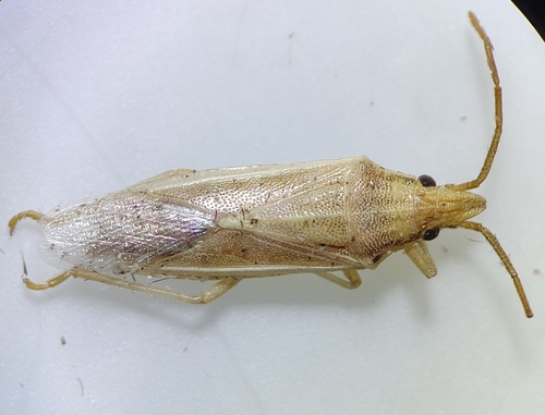 Mecidea