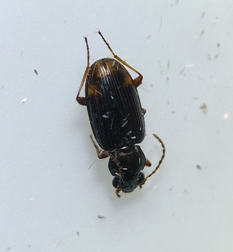 Bembidion rapidum