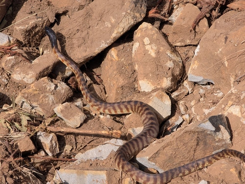Black-headed Python sighting