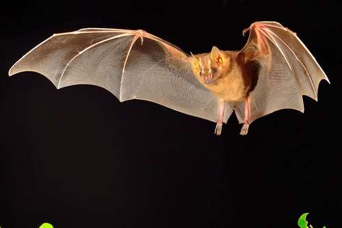 Great Fruit-eating Bat