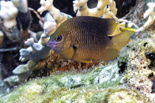 Threespot Damselfish