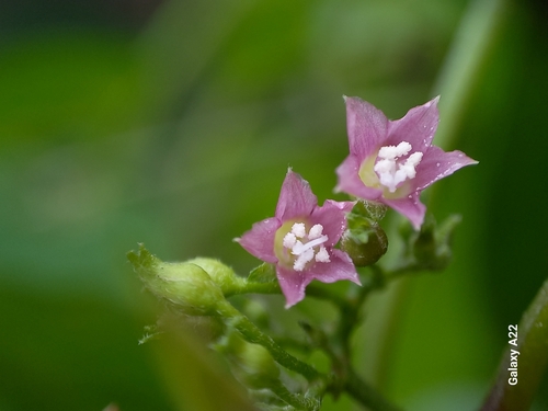 Ipomoea verticillata