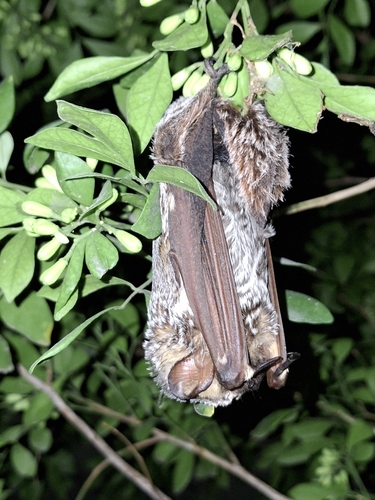 Southern Hoary Bat