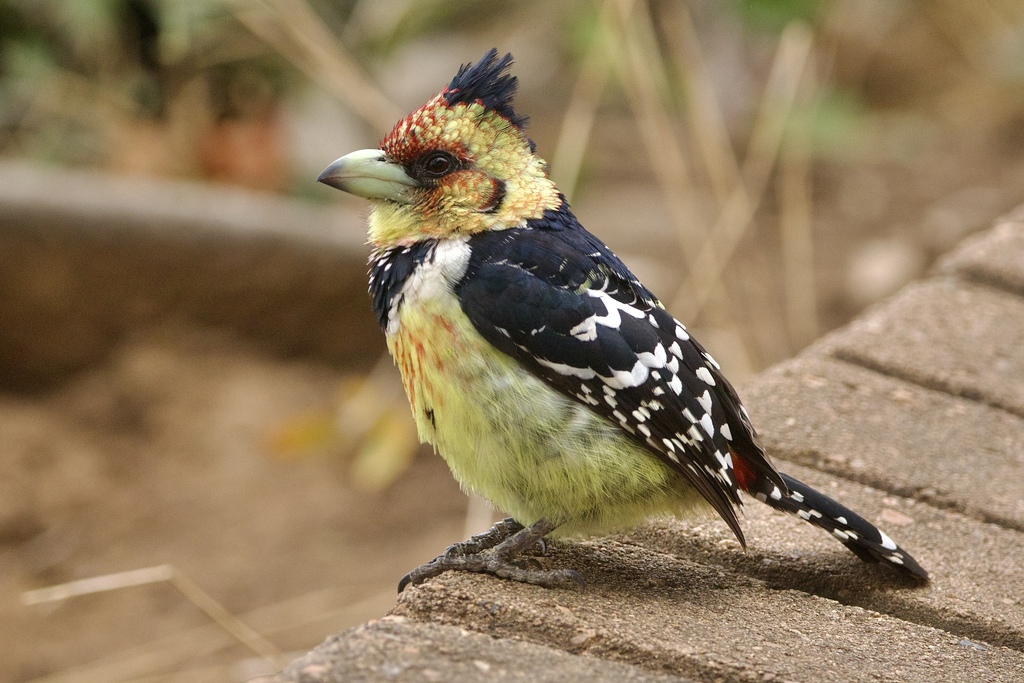 Crested Barbet (Trachyphonus vaillantii) photo
