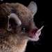 Gray Long-tongued Bat - Photo (c) Jose G. Martinez-Fonseca, all rights reserved