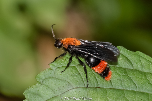 Common Eastern Velvet Ant