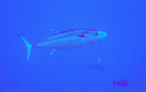 Dogtooth Tuna — seen at this dive site