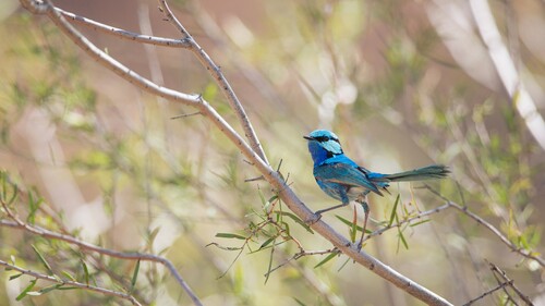 Splendid Fairywren