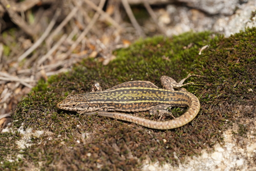 Green Iberian Wall Lizard