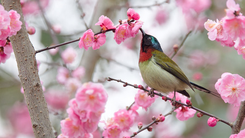 Fork-tailed Sunbird