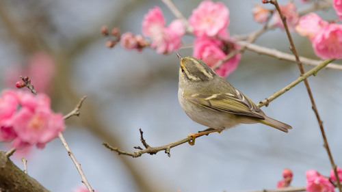 Pallas's Leaf Warbler