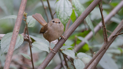 Brownish-flanked Bush Warbler