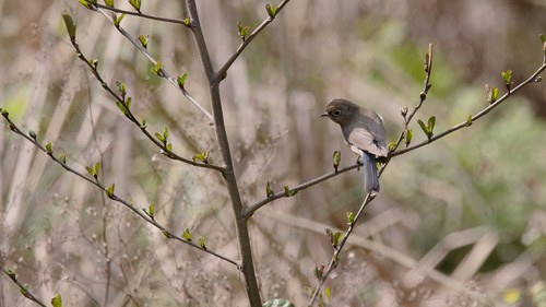 Red-flanked Bluetail