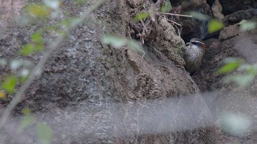 Streak-breasted Scimitar-Babbler