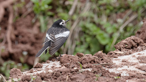 Hodgson's White Wagtail