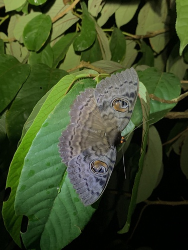 Walker's Owl