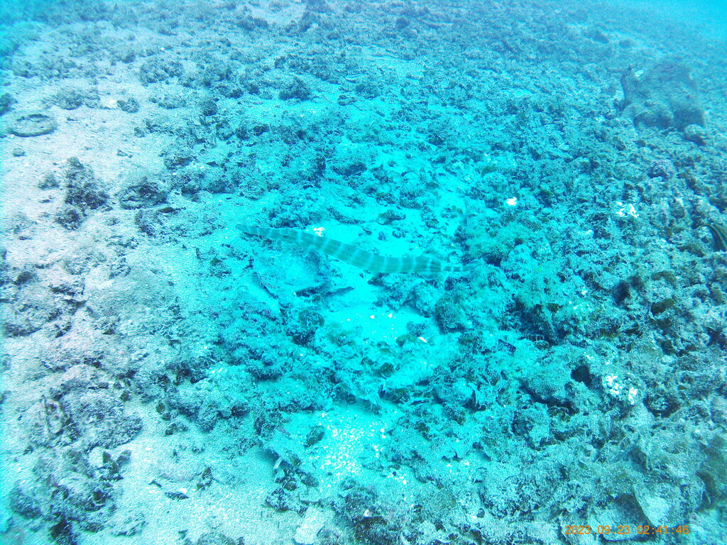 Trumpetfish