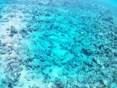 Trumpetfish