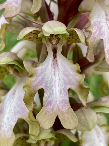 giant orchid