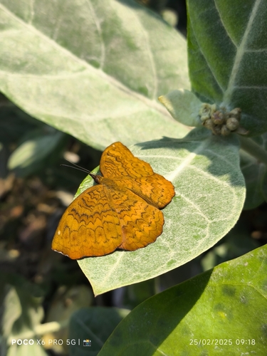 Common Castor Butterfly