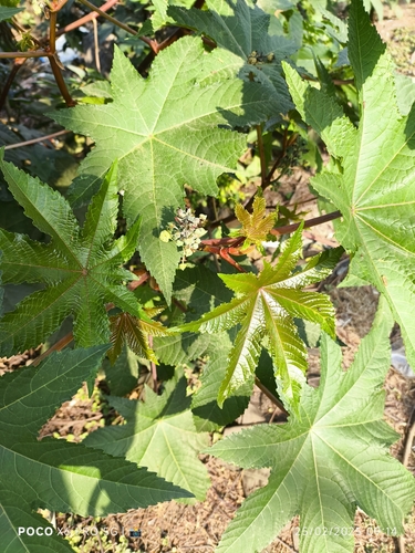 castor bean