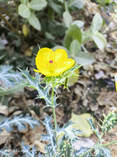 Mexican prickly poppy
