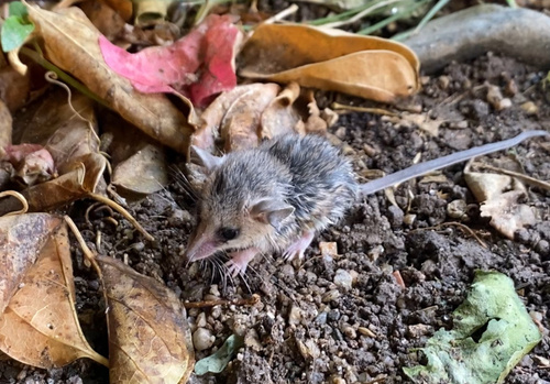 Argentine Fat-tailed Mouse Opossum (Thylamys sponsorius) — Data Deficient Mammalia