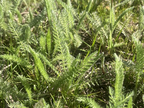 iNaturalist observation photo of common yarrow
