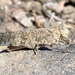 Shasta Grasshopper - Photo (c) aambos, all rights reserved