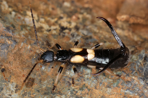 Pterygida jagori · iNaturalist