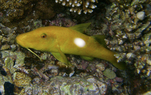 Goldsaddle Goatfish
