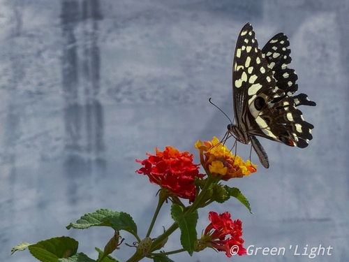Citrus Swallowtail