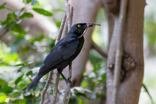 Micronesian Starling
