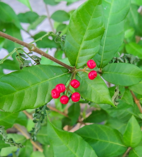 Rauvolfia ligustrina