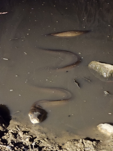 Olive Python sighting