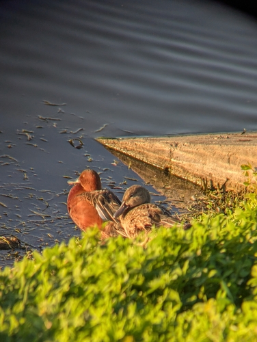 iNaturalist observation photo of Cinnamon Teal