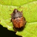 Exotic Sap Beetle - Photo (c) WonGun Kim, all rights reserved, uploaded by WonGun Kim