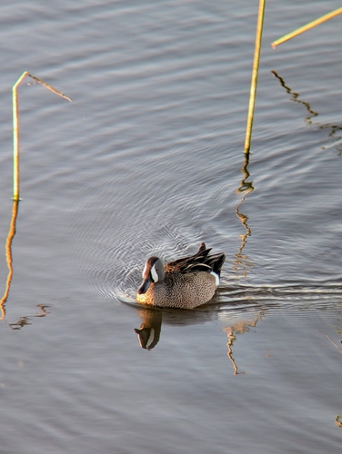 iNaturalist observation photo of Blue-winged Teal