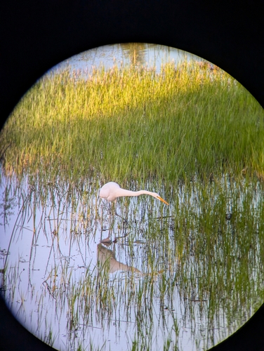 iNaturalist observation photo of Great Egret