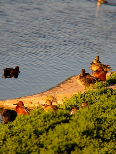 iNaturalist observation photo of Cinnamon Teal