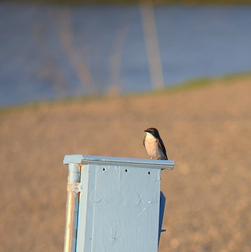 iNaturalist observation photo of Tree Swallow