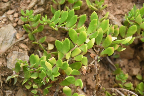 Stringy Stonecrop